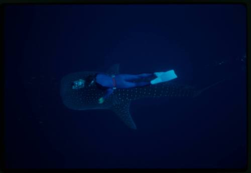 Underwater shot of top view of Whale Shark with snorkeller holding camera equipment directly above