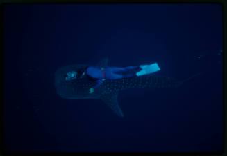 Underwater shot of top view of Whale Shark with snorkeller holding camera equipment directly above