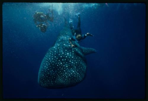 Underwater shot of front top view of Whale Shark with two snorkellers