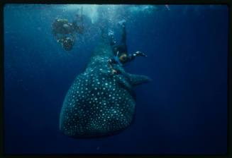 Underwater shot of front top view of Whale Shark with two snorkellers