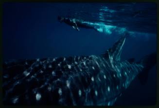 Underwater shot of Whale Shark dorsal fin with Jeff McMullen snorkelling in background
