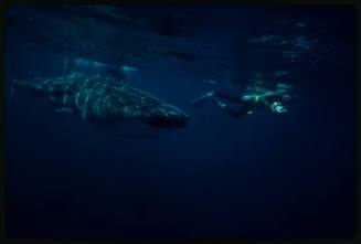 Underwater shot of side view of Whale Shark with single snorkeller holding camera equipment in background
