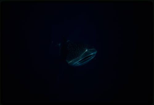 Underwater shot of front view of Whale Shark