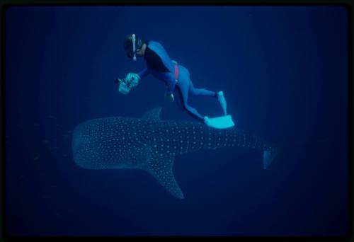 Underwater shot of top view of Whale Shark with single snorkeller swimming directly above holding camera equipment pointed at shark