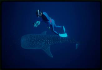 Underwater shot of top view of Whale Shark with single snorkeller swimming directly above holding camera equipment pointed at shark