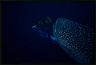 Underwater shot of side view of Whale Shark with yellow black-striped school of fish and single snorkeller swimming holding camera equipment pointed at shark in background