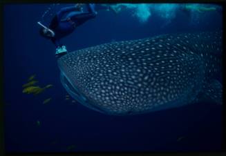 Underwater shot of side view of Whale Shark with yellow black-striped school of fish and single snorkeller swimming holding camera equipment in background