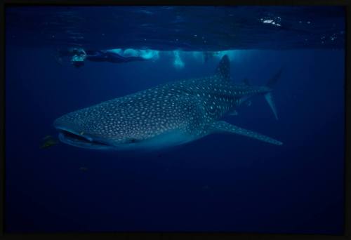 Underwater shot of Whale Shark near water surface with snorkellers floating above in background