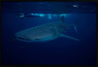 Underwater shot of Whale Shark near water surface with snorkellers floating above in background