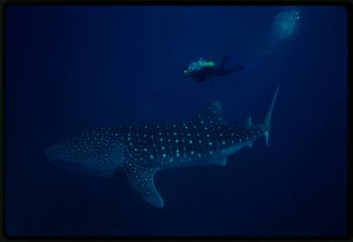 Underwater shot of full side view of Whale Shark with Mike McDowell scuba diving in background