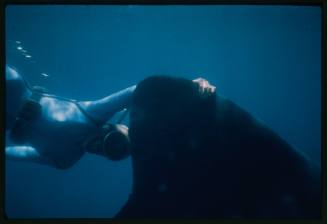 Underwater shot close of freediver holding Whale Shark dorsal fin