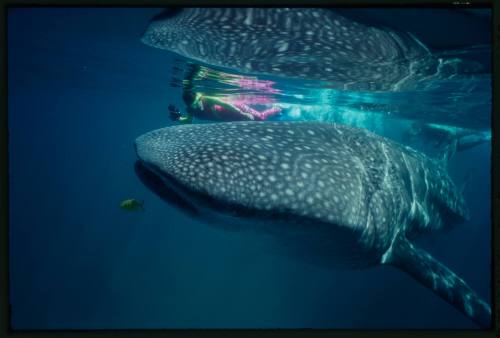 Underwater shot of front view of Whale Shark, reflected in above water surface with Chrisiiana Carvalho snorkelling holding equipment in background