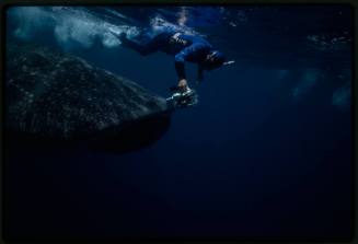 Underwater shot of side view of Whale Shark with single snorkeller beside holding camera equipment pointed at shark mouth