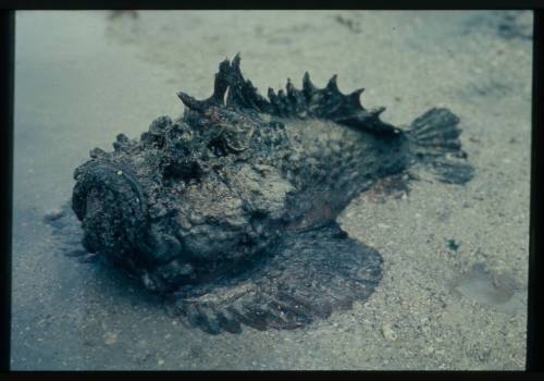 Underwater shot of a Scorpionfish on the sandy seafloor