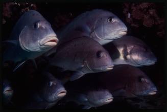 Underwater close up shot of school of fish