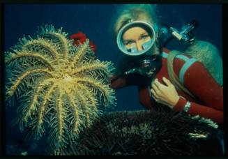 Underwater close up shot of Valerie Taylor scuba diving with two Crown of Thorns resting on a Fragile Plate Coral