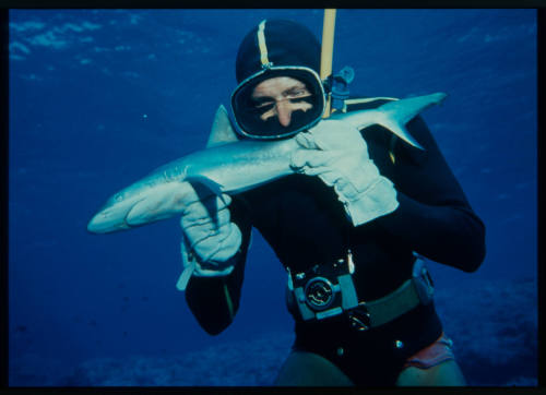 Underwater shot of a freediver holding a juvenile shark with underwater camera attached to weight belt