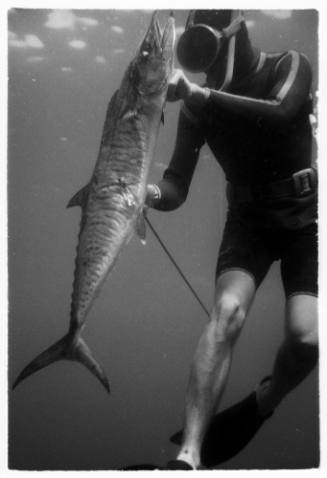 Black and white underwater shot of freediver holding a caught Great Barracuda speared through