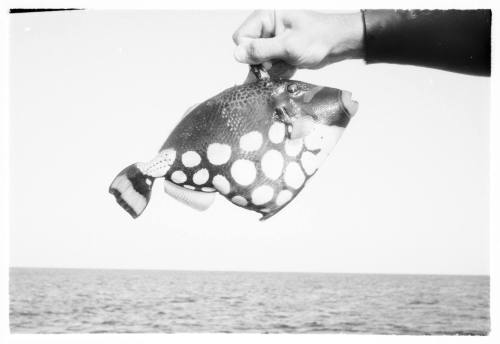 Black and white shot of a caught Clown Triggerfish held up by a hand with sea in background