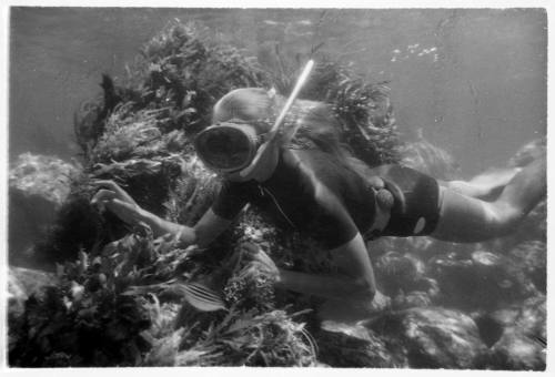 Black and white underwater shot of Valerie Taylor freediving by a seaweed mound