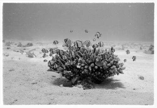 1967 Belgian Scientific Expedition - a filmic and photographic survey of the Great Barrier Reef