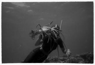 Black and white underwater of freediver near seafloor holding up large crayfish