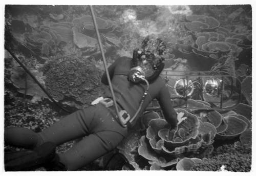 1967 Belgian Scientific Expedition - a filmic and photographic survey of the Great Barrier Reef