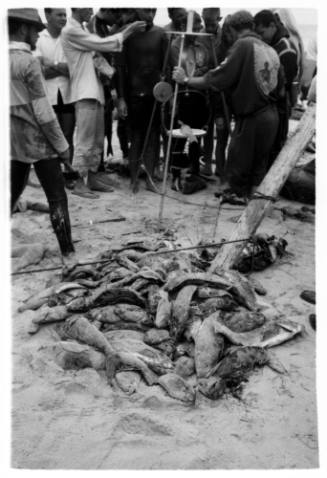 Black and white shot of pile of caught fish on beach sand with group of people in background around a fish weighing scale