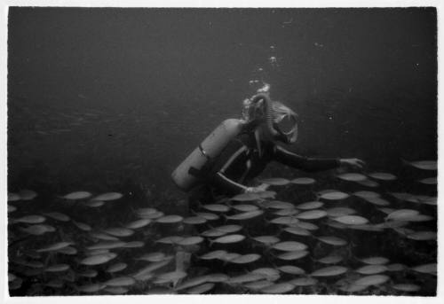 Black and white underwater shot of school of fish swimming to the right alongside scuba diver