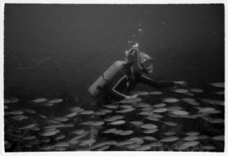 Black and white underwater shot of school of fish swimming to the right alongside scuba diver