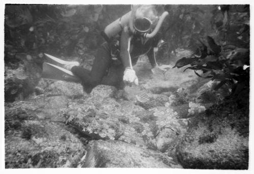 Black and white underwater shot of scuba diver looking at Spotted Wobbegong along rocky seafloor and Mado