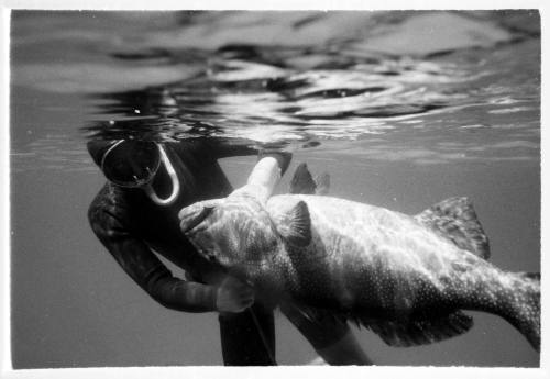 Black and white underwater shot of freediver near water surface holding caught fish pierced with spear rod