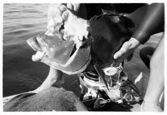 Black and white close up shot of a caught fish held by a diver between their knees