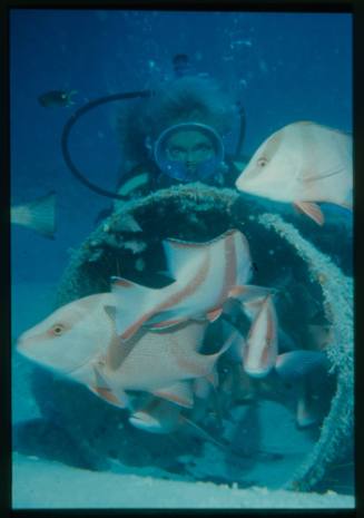 Underwater shot of school of fish with Valerie Taylor scubadiving in background