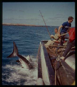 Shot of people on board a boat fishing with two sharks thrashing in water next to boat