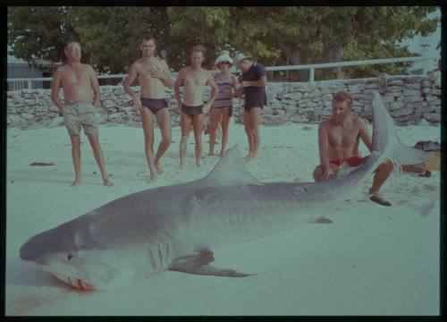 Shot of a caught Tiger Shark