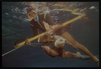 Underwater shot of freediver with spear rod and three caught fish on line