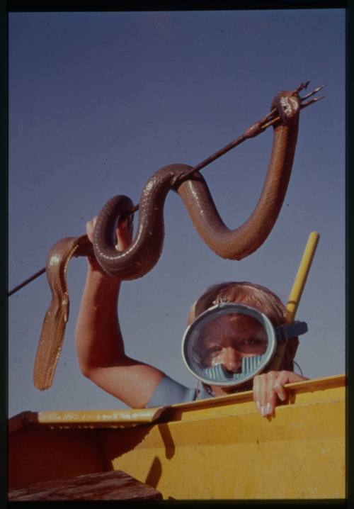 Shot of a sea snake speared through on a rod held up by a freediver surfacing the water holding the side of a boat