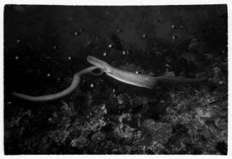 Black and white underwater shot of two mating sea snakes at the sea floor of Swain Reefs, Queensland