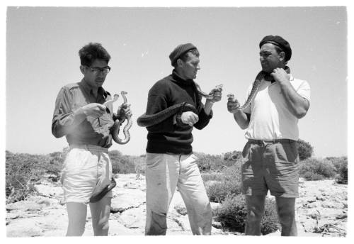 Black and white  Medium shot of three people each holding a live snake in their hands and/or around their necks