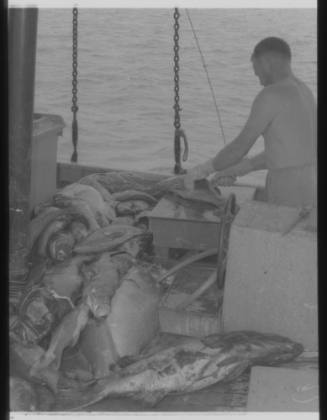 Shot of person gutting fish amongst a large catch on floor on board boat at sea