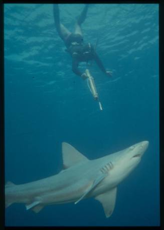 Underwater shot of shark with a freediver pointing a spear gun towards shark from above