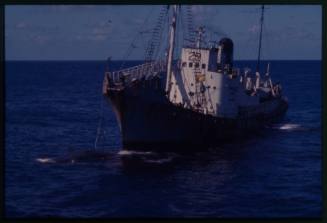 Shot of ship at sea with a caught whale by the bow floating on water surface