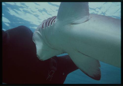 Underwater shot of shark biting chest of freediver