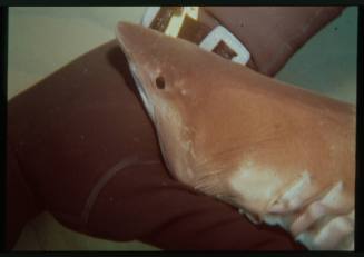 Underwater shot of shark biting torso of freediver