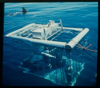 Topside shot of shark diving cage floating in ocean with shark dorsal fin surfaced in background