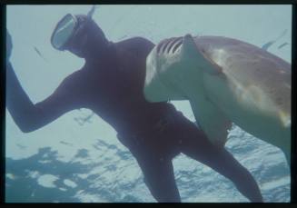 Underwater shot of shark biting chest of freediver