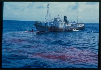 Shot of ship at sea with a caught whale by the bow floating on water surface with bloody water surrounding ship