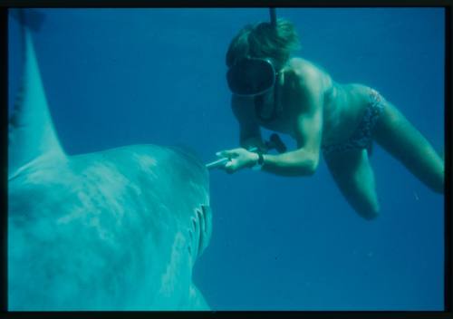 Underwater shot of freediver with rod facing and aiming towards shark