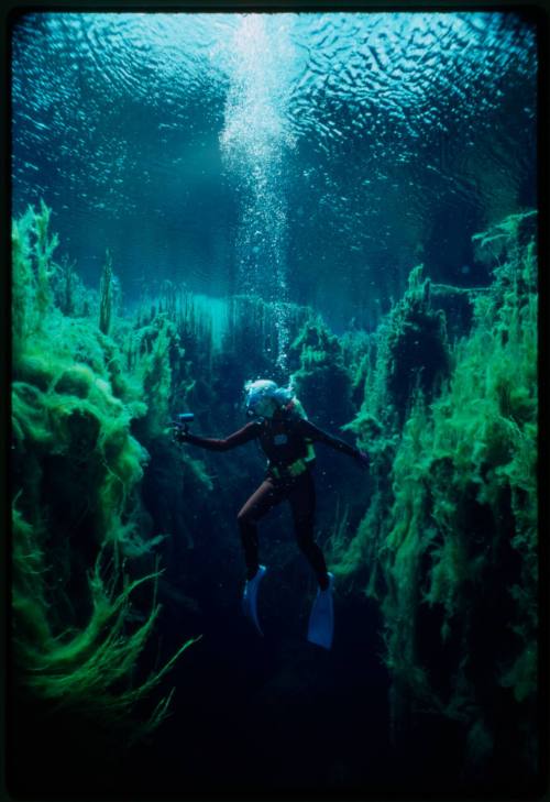 Valerie Taylor underwater surrounded by underwater vegetation